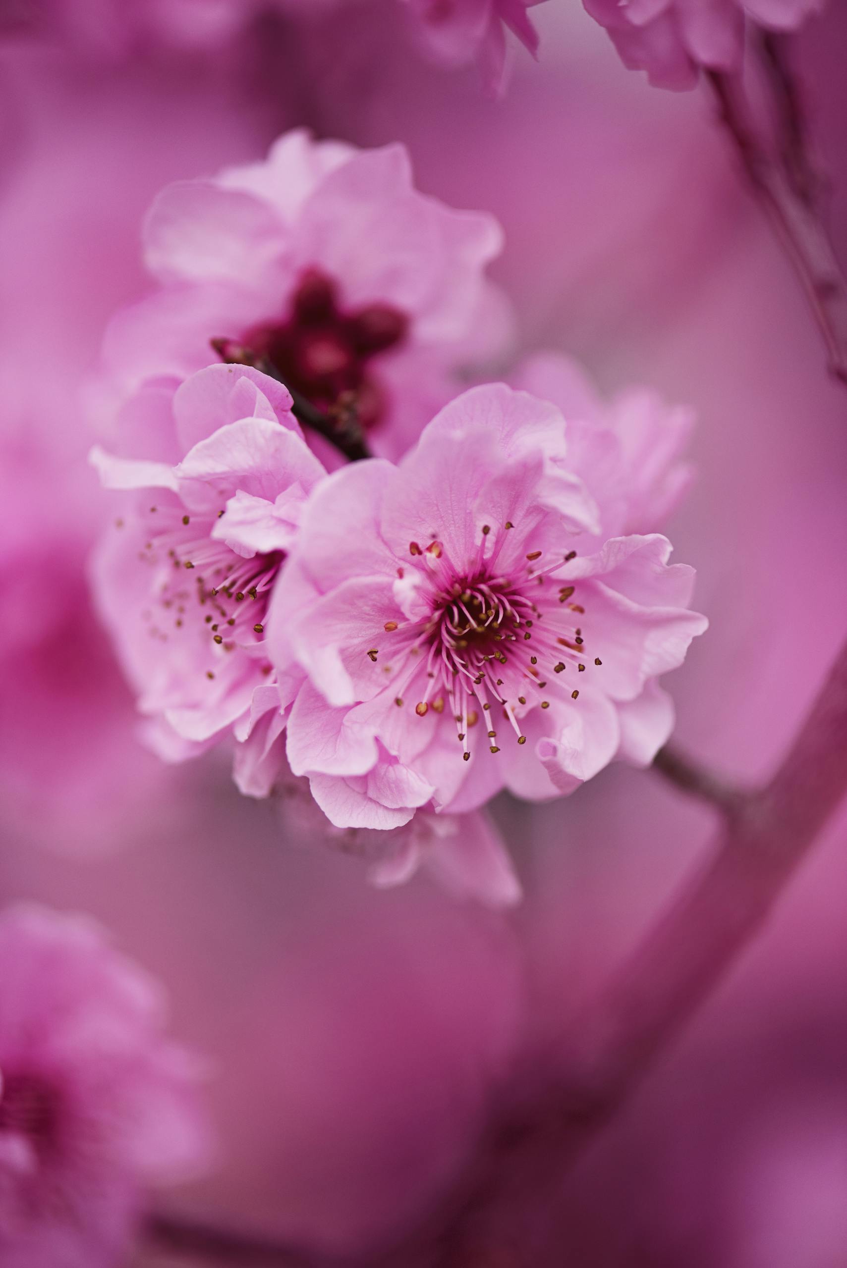 A close-up of vibrant pink cherry blossoms showcasing delicate petals and pollen, symbolizing spring's beauty.