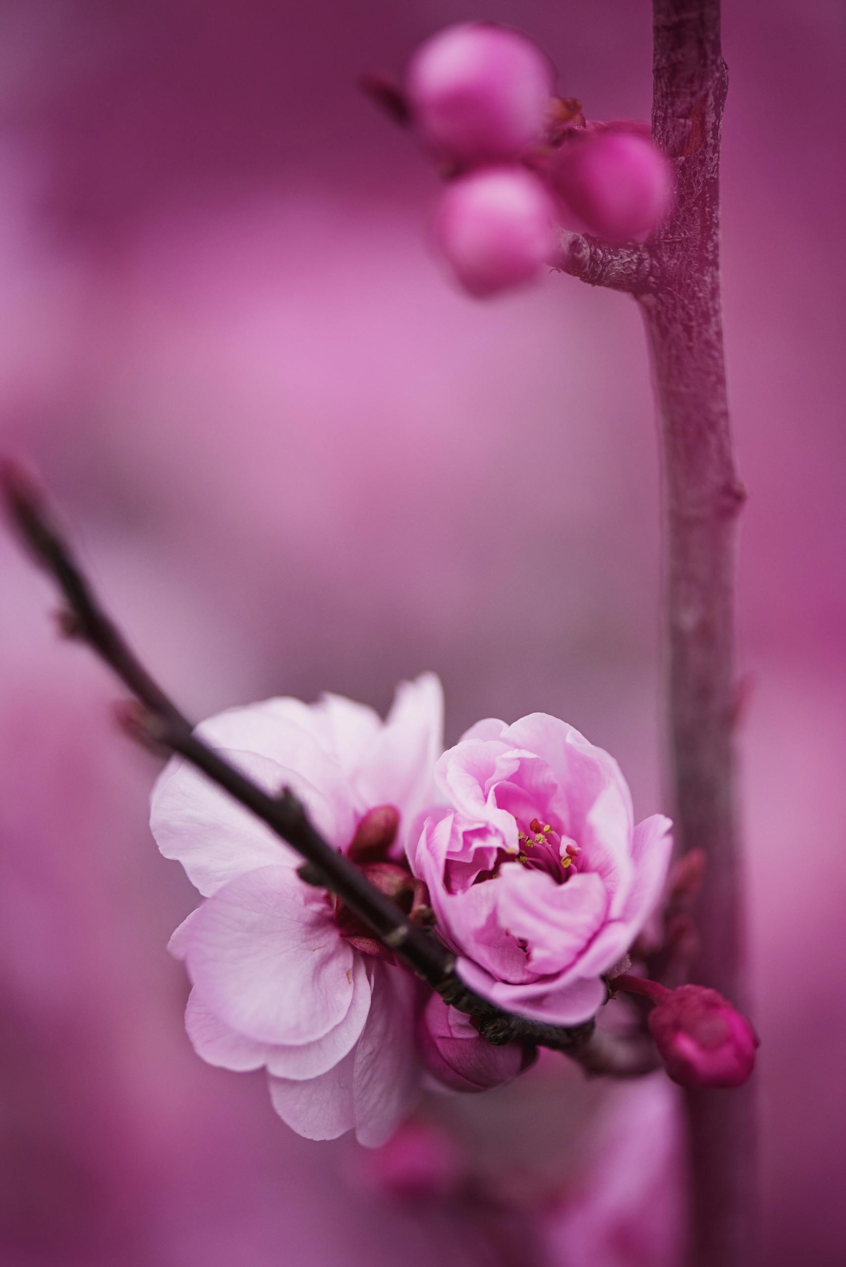 Close-up of beautiful pink cherry blossoms with a soft blurred background.
