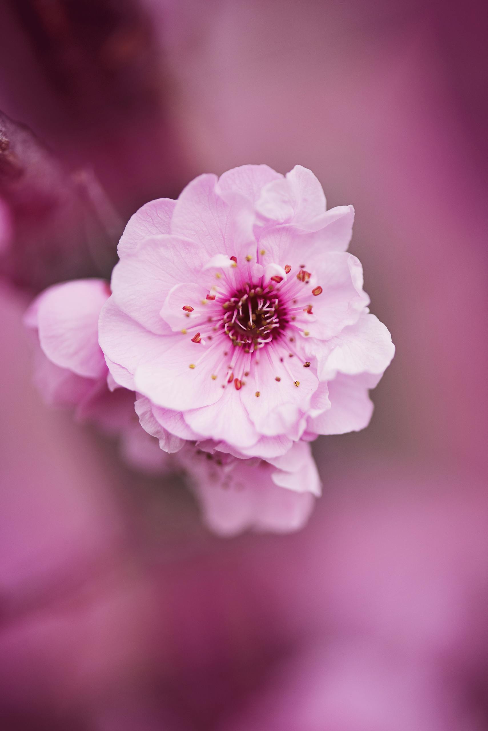 Delicate pink cherry blossom in full bloom, captured with a soft focus background highlighting its natural beauty.