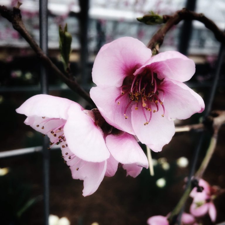 Longwood Gardens 2018