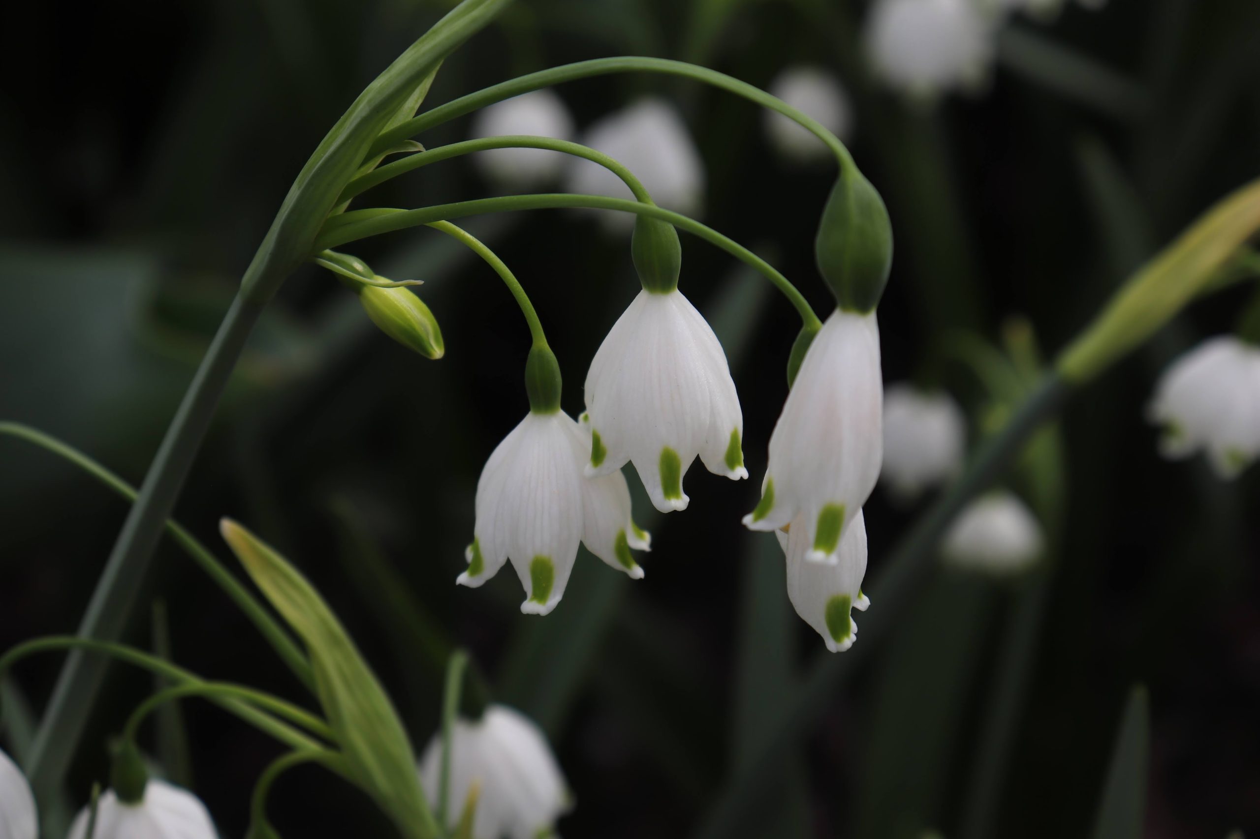 Life Lately: Notes from a Slower, Softer Season