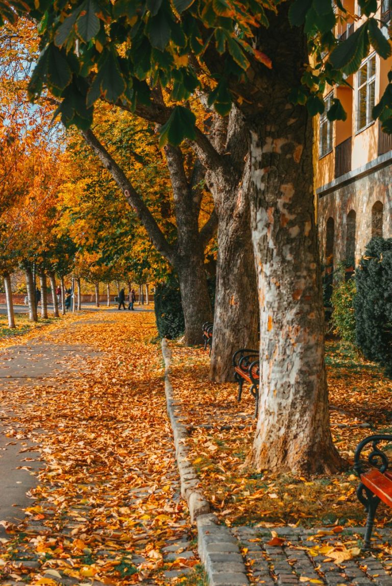 orange leaves scattered on the ground